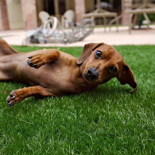 image of small dog on synlawn Edmonton artificial grass for pets